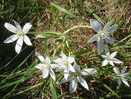 Betlehemska zvezda, februarska rožica